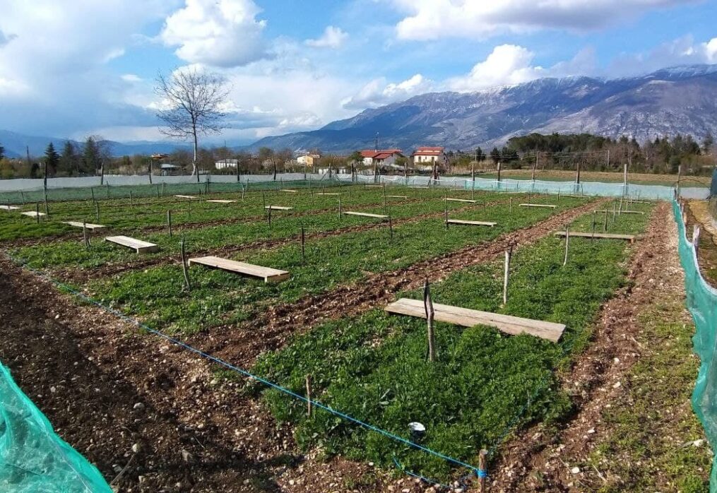 Elicicoltura: Tradizione, Innovazione e Sostenibilità per Prodotti Gourmet di Eccellenza